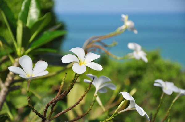 Tropikalny kwiat na tle morza — Zdjęcie stockowe