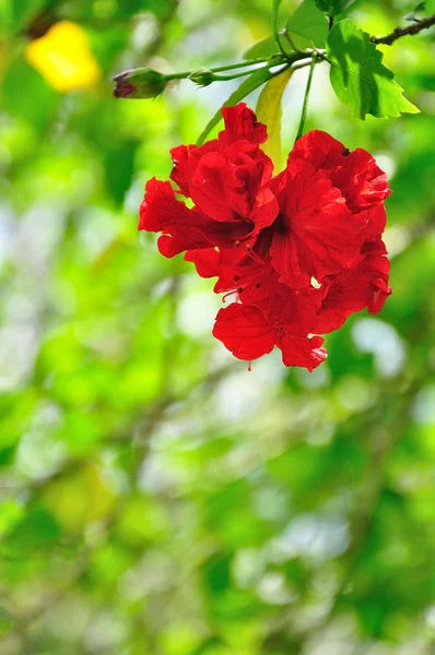 Kırmızı amber çiçeği — Stok fotoğraf