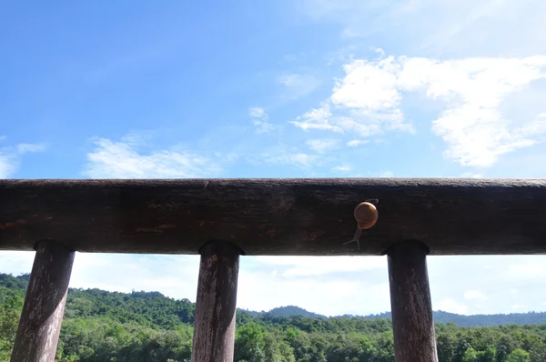 Snail closeup on wooden rail — Stock Photo, Image
