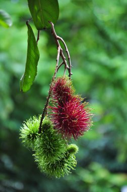 Rambutan meyve