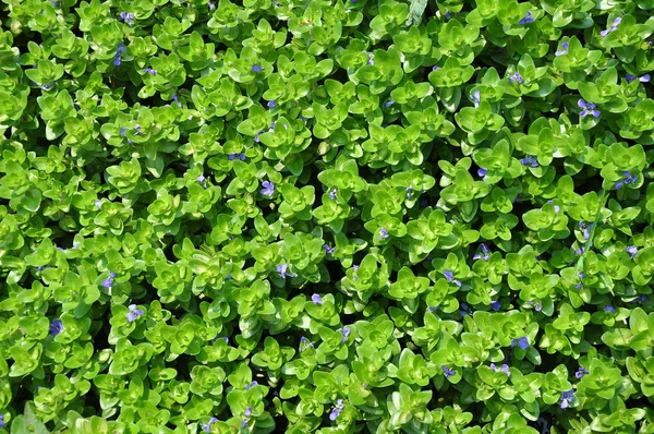 Tekstura trawa zielony — Zdjęcie stockowe