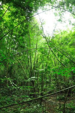 Bambu ormanı