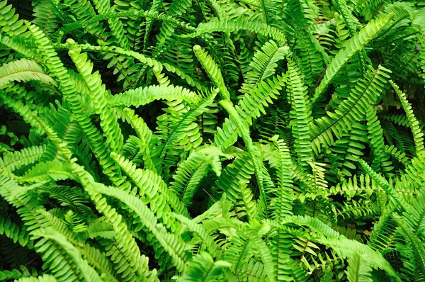 Samambaia verde como pano de fundo — Fotografia de Stock