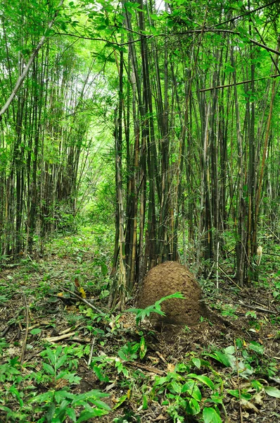 Бамбуковий ліс — стокове фото