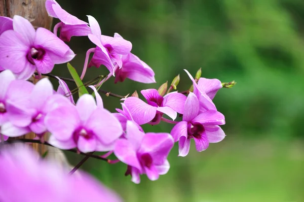 美しい紫色の蘭 — ストック写真