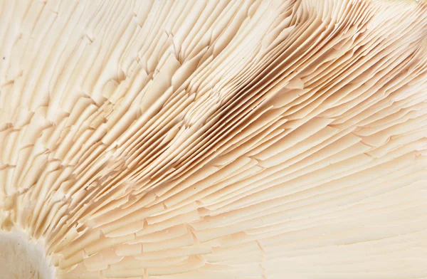 Detail mushrooms bottom — Stock Photo, Image