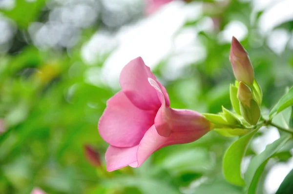 Tropikalny kwiat różowy — Zdjęcie stockowe
