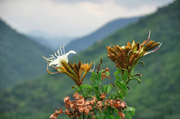 Tropische bloem wit — Stockfoto