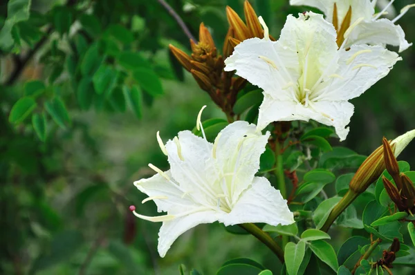 Tropical flower white — Stock Photo, Image
