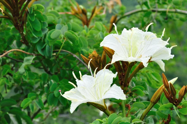 Tropikalny kwiat biały — Zdjęcie stockowe