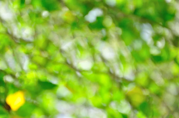 Foglie verdi per sfondo — Foto Stock