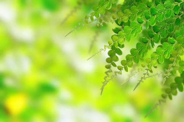 背景の緑の葉 — ストック写真