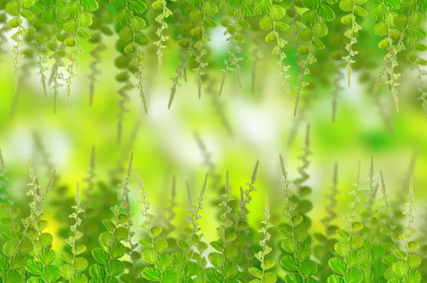 Arkaplan için yeşil yapraklar — Stok fotoğraf
