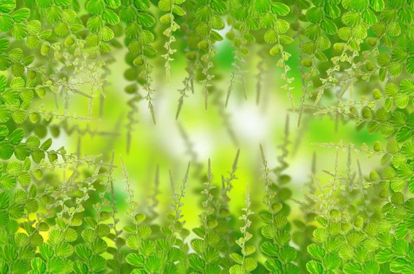 stock image Green leaves for background