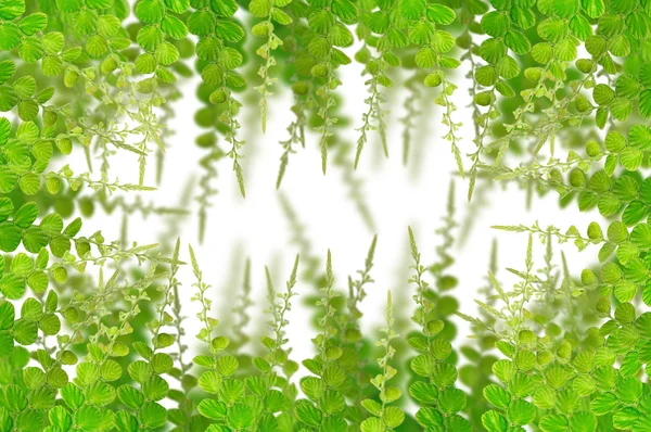 Grüne Blätter für den Hintergrund — Stockfoto