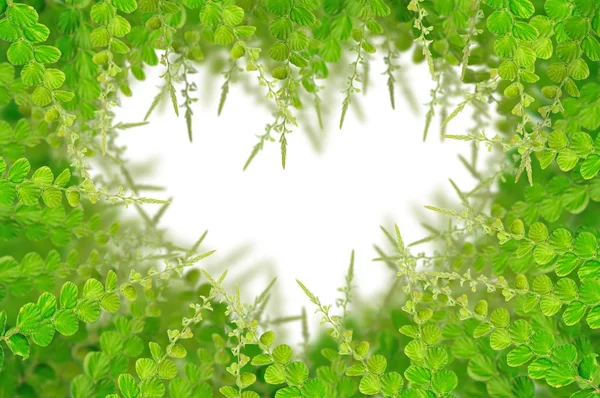 Grüne Blätter für den Hintergrund — Stockfoto