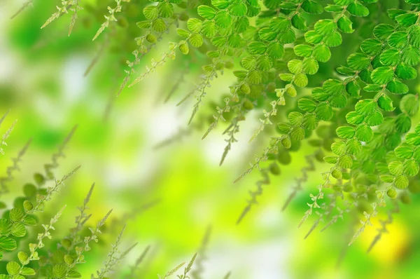 Folhas verdes para fundo — Fotografia de Stock