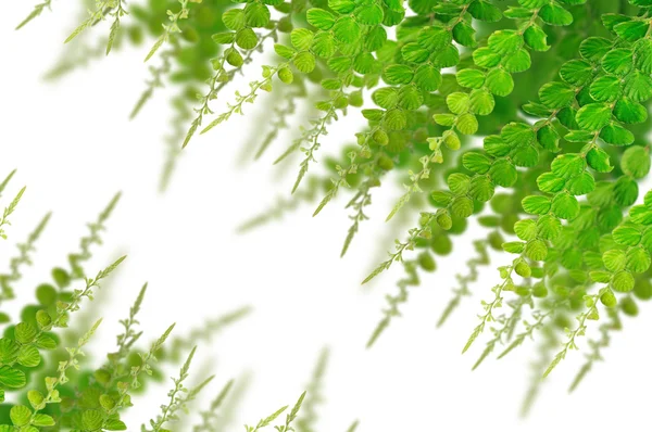 Zielone liście na tle — Zdjęcie stockowe