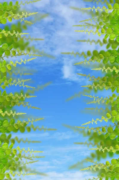Zielone liście na tle — Zdjęcie stockowe