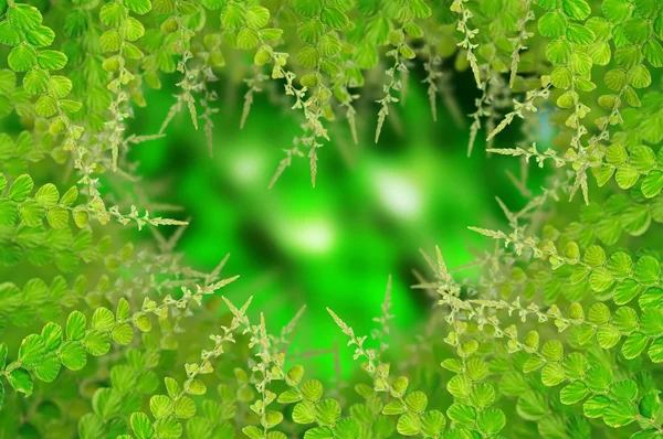 Зелене листя для фону — стокове фото