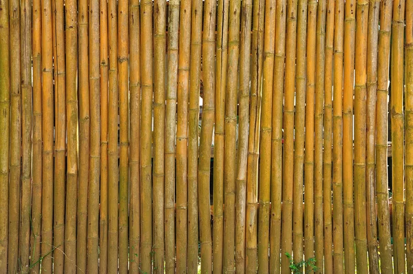Fond en bambou — Photo