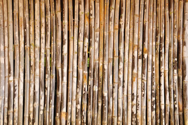 Fondo de bambú — Foto de Stock