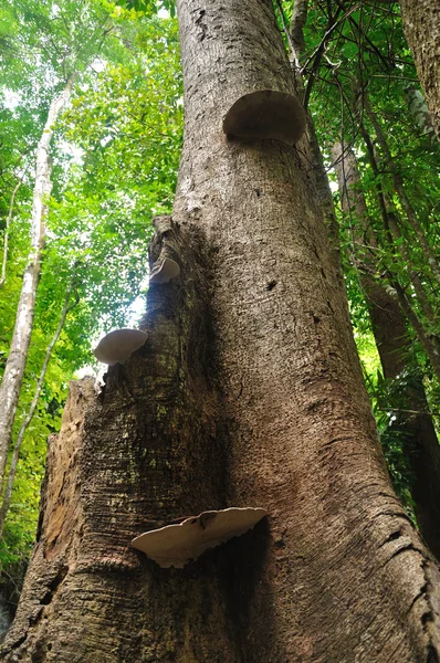 Cogumelo em árvore grande — Fotografia de Stock