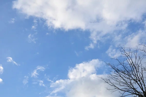 Tree on blue sky — Stock Photo, Image