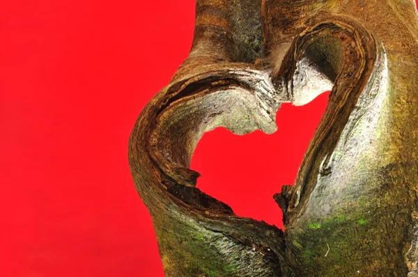 Дерево в форме сердца — стоковое фото