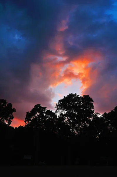 Boom silhouet op zonsondergang — Stockfoto