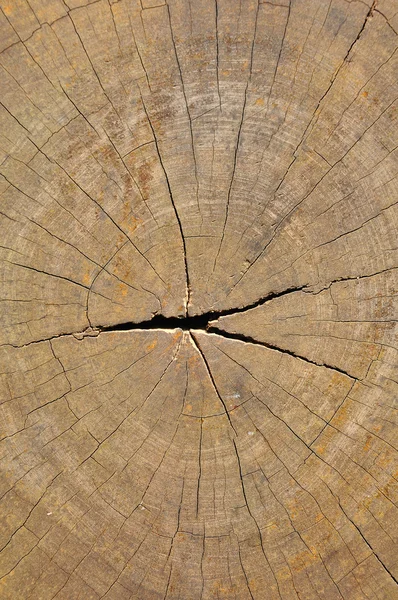 Wood cut texture — Stock Photo, Image