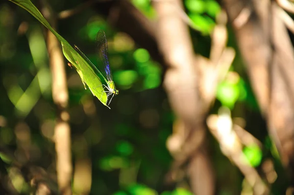 stock image Dragonfly outdoor