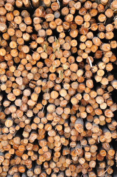 Sección de la madera circular — Foto de Stock