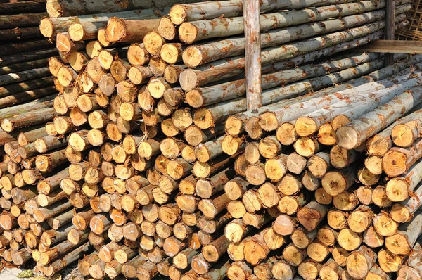 Sectie van de circulaire hout — Stockfoto