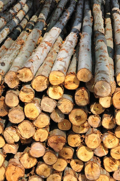 Sekce kruhový dřeva — Stock fotografie