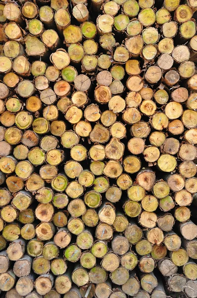 Section of the circular timber — Stock Photo, Image