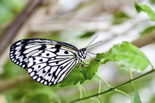 Mariposa Idea leuconoe clara —  Fotos de Stock