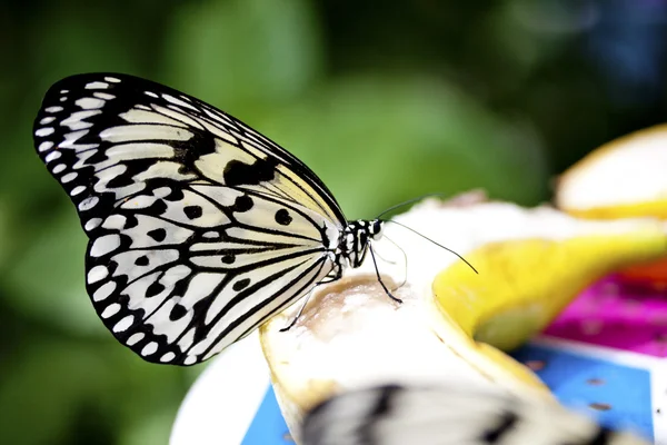 Schmetterlingsidee leuconoe clara — Stockfoto