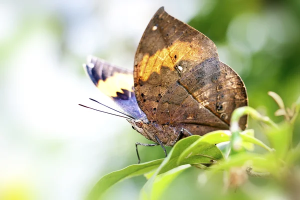Kelebek kallima inachis formosana — Stok fotoğraf