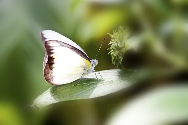 Motyl Bielinek Rzepnik crucivora — Zdjęcie stockowe