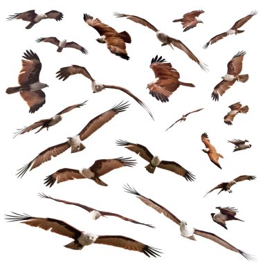 Brahminy Kite clipart