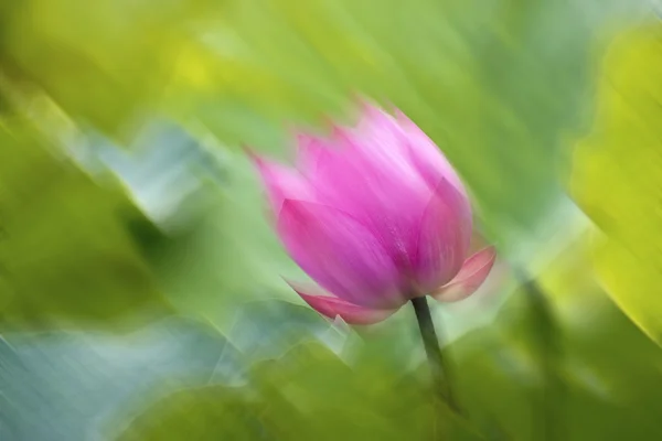 Stock image Summer Lotus