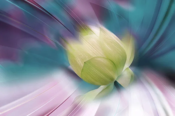 Daha fazla lotus — Stok fotoğraf