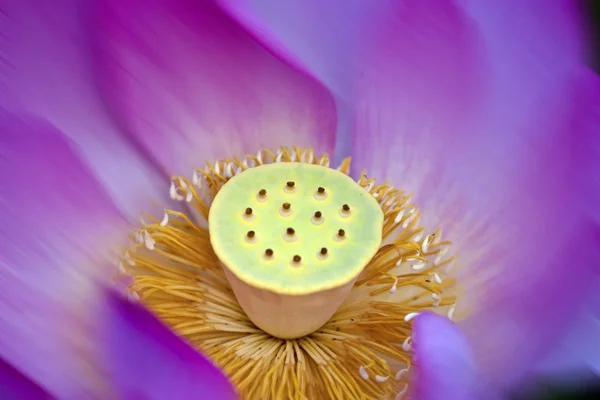 Lotus de mise au point — Photo