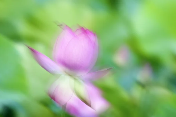 Beautiful Lotus — Stock Photo, Image