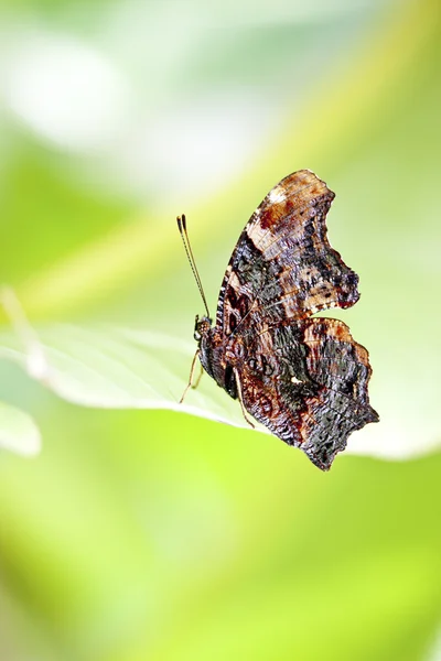Метелик Kaniska Канака район АР Дрін — стокове фото