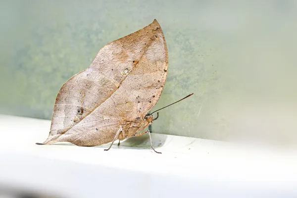 Butterfly Kallima inachis formosana — Stock Photo, Image