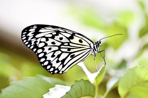 Butterfly Idea leuconoe clara — Zdjęcie stockowe