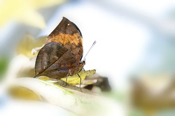 Метелик Калліма іначіс формосана — стокове фото
