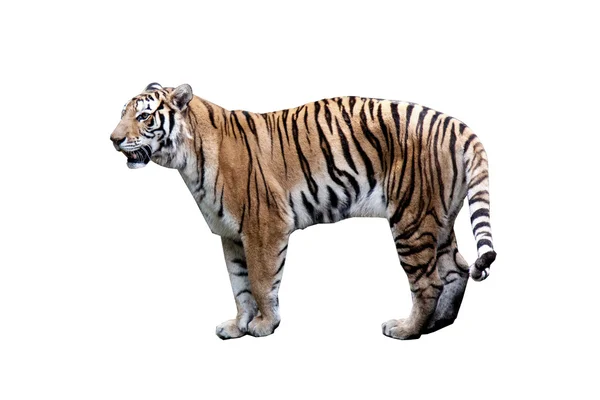 Tigre del Bengala — Foto Stock